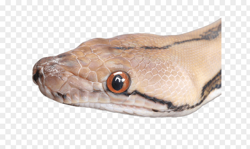 Snake Boa Constrictor Snakebite Angry Anaconda Attack Sim 3D Boomslang PNG