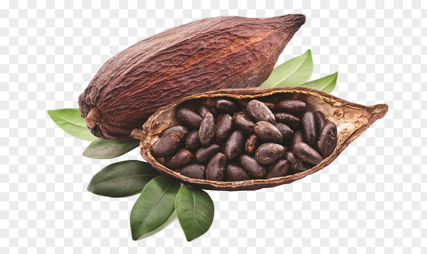 Chocolate Bean Criollo Cocoa Solids Liquor Hot PNG
