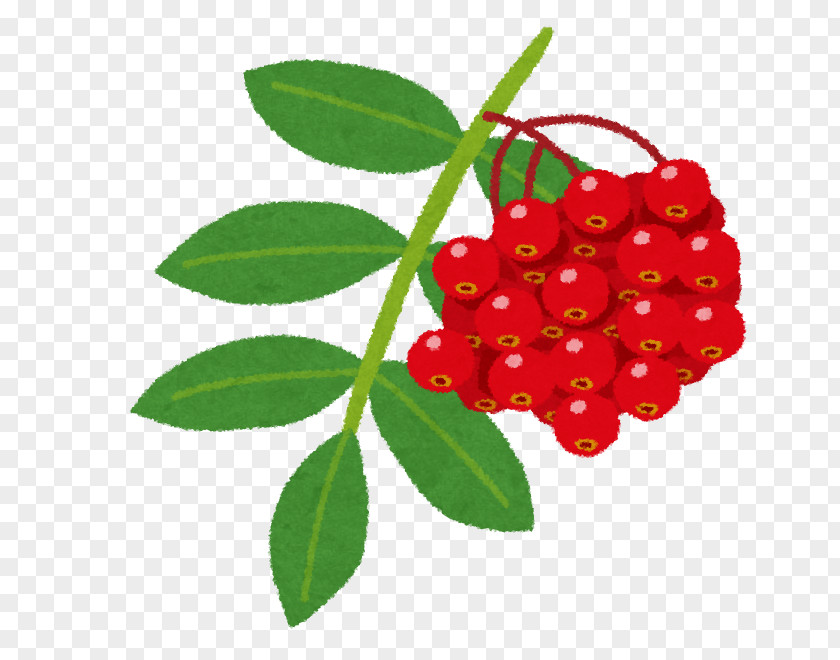 Flower Letter いらすとや Silver Buffaloberry Sorbus Commixta Tomoni PNG