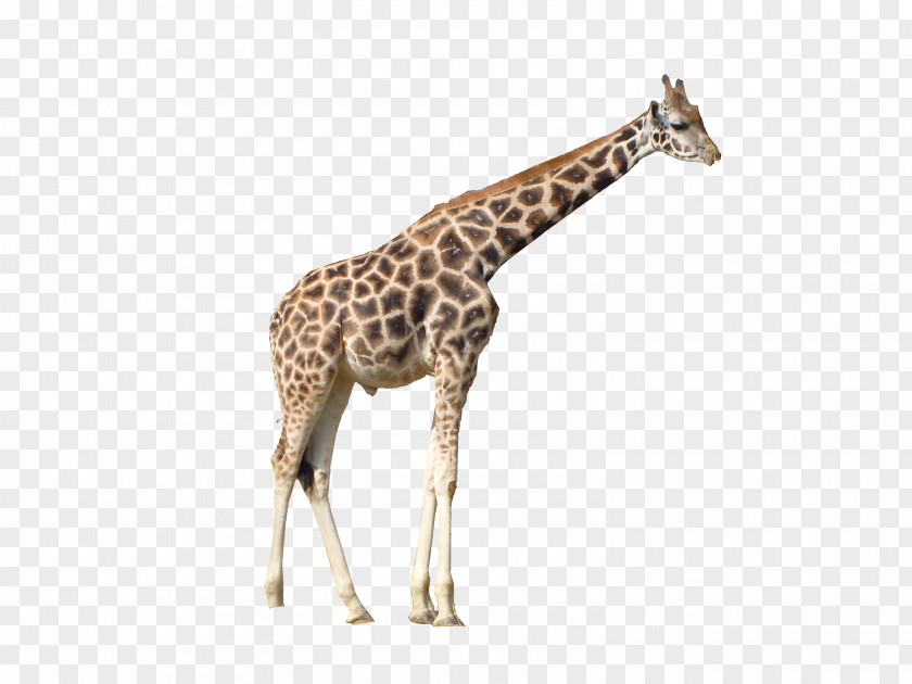 Giraffe Image File Formats Clip Art PNG