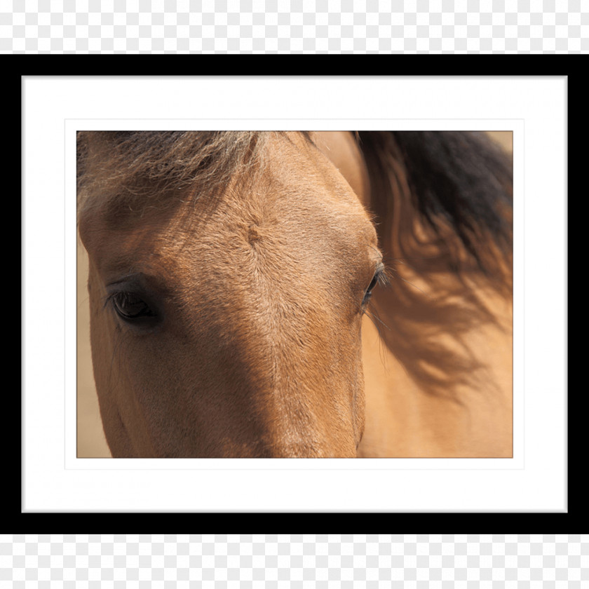 Horse Work Of Art Innovate Interiors Pony PNG