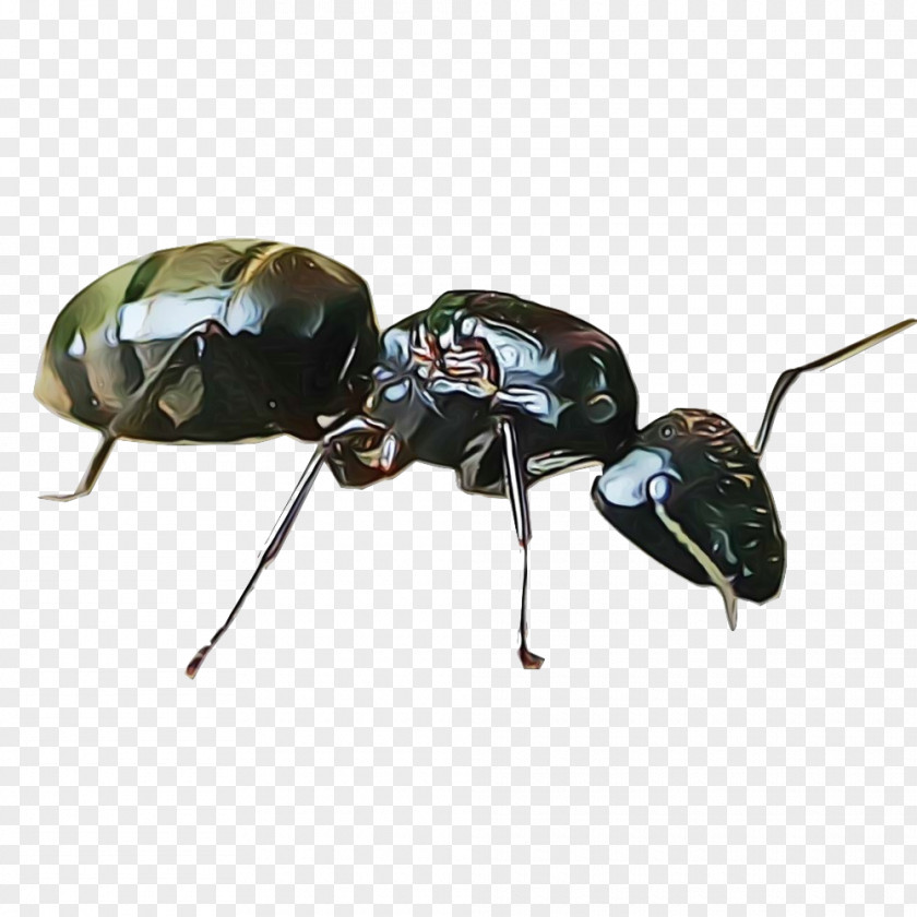 Insect Carpenter Ant Beetle Pest Ground PNG