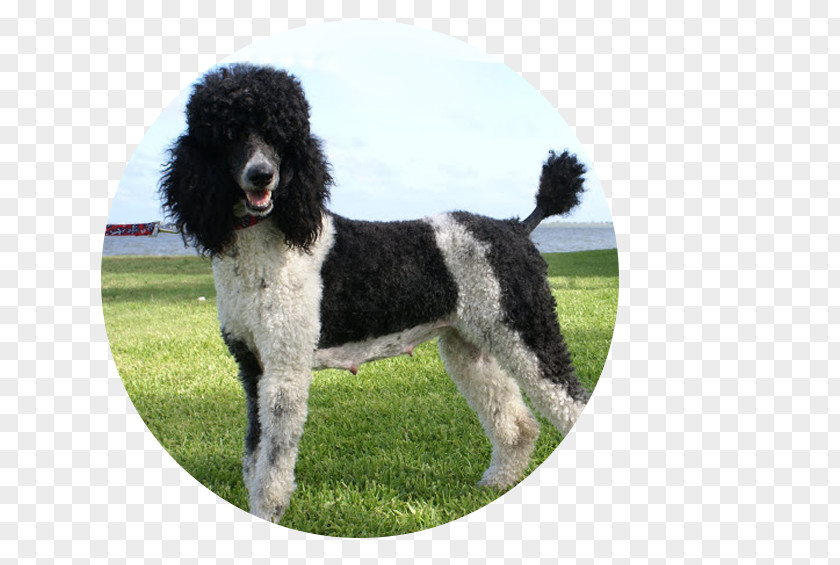 Poodle Standard Miniature Portuguese Water Dog Spanish PNG