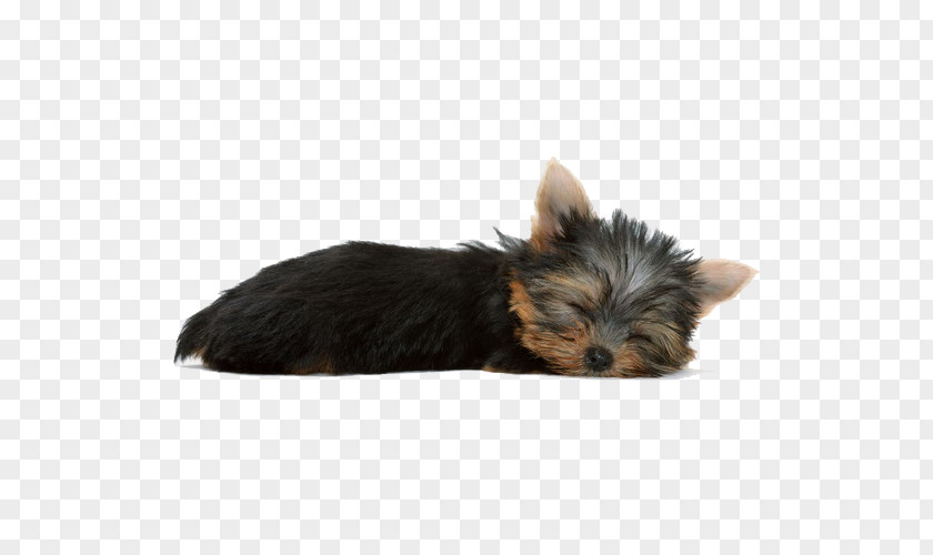 Sleeping Dogs Yorkshire Terrier Dachshund Poodle Chihuahua Pomeranian PNG