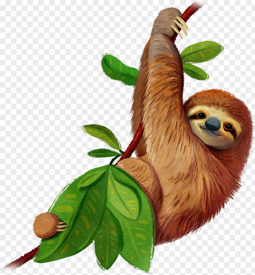 Three-toed Sloth Two-toed Leaf Tree PNG