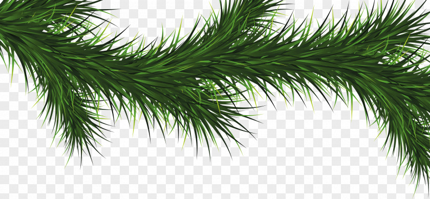 Fir-Tree Image Balsam Fir Tree PNG