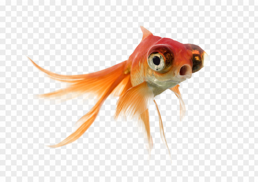 Fish Lionhead Telescope Stock Photography PNG