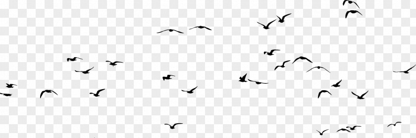 Flock Of Birds Bird Gulls Silhouette Clip Art PNG