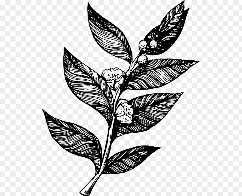 Tree Blackandwhite Black And White Flower PNG