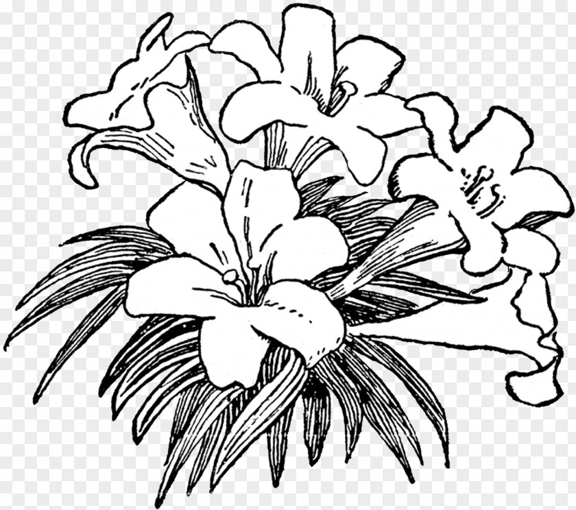 Drawing Flower Black And White Clip Art PNG