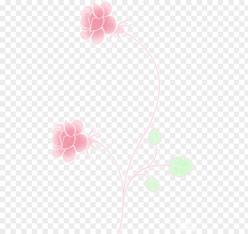 Flower Petal Floral Design Rose Family Desktop Wallpaper PNG