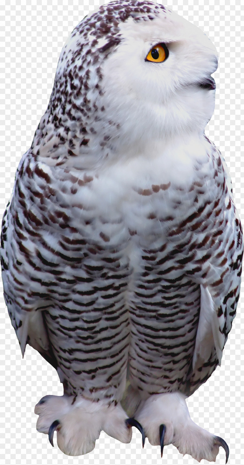Owl Little Bird Of Prey PNG