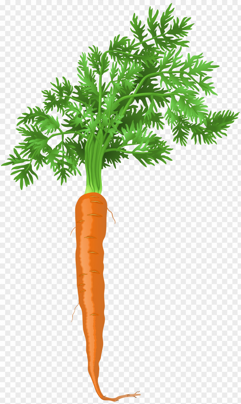 Drawing Carrot Coleslaw PNG