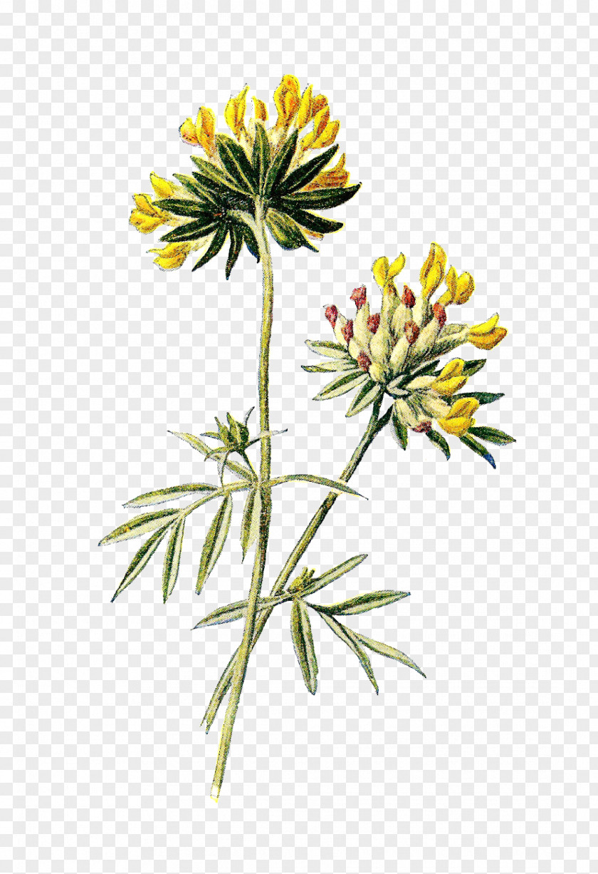 Kidney Wildflower Botany PNG