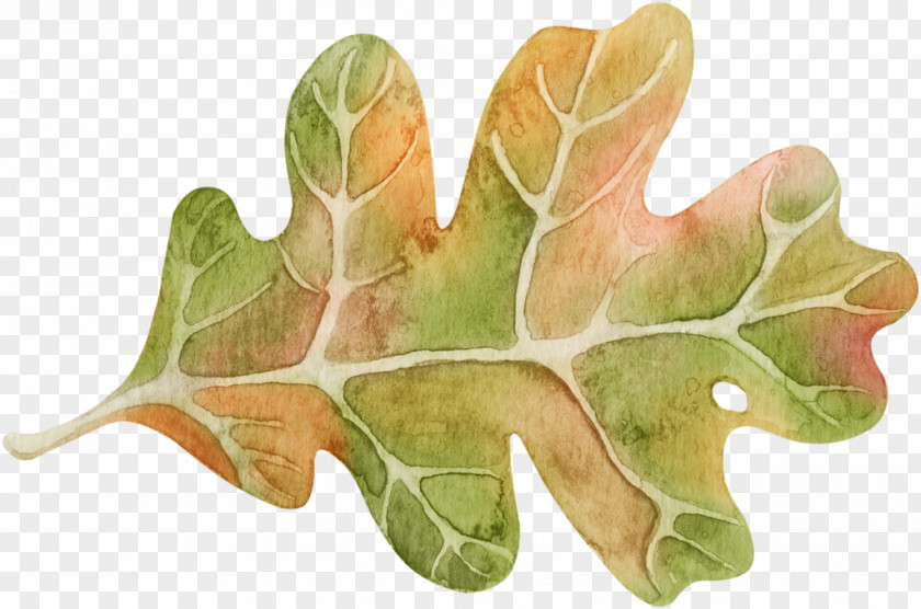 Leaf Autumn Leaves Plant PNG