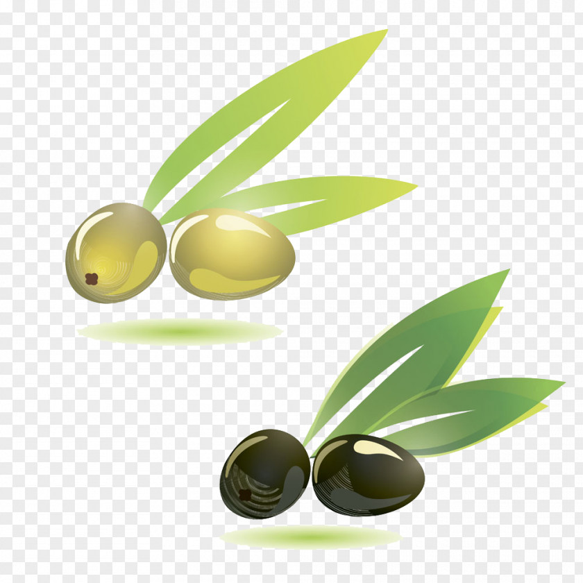 Olives Olive Branch Illustration PNG
