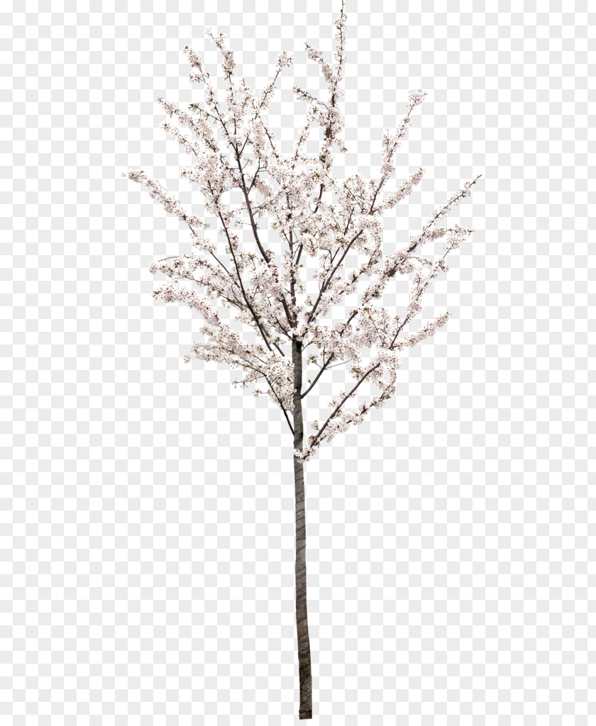 Peach Tree Stock Photography Royalty-free Stock.xchng Illustration PNG