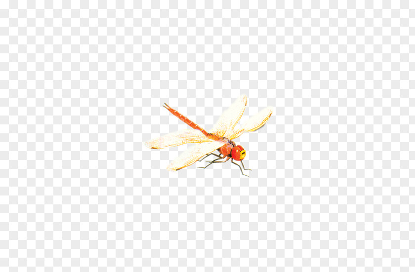 Dragonfly Insect Yellow Pollinator Pest Pattern PNG
