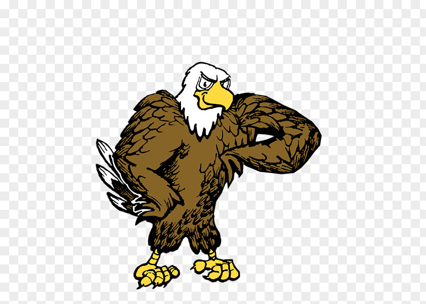 Eagle Clip Art Bald Image PNG