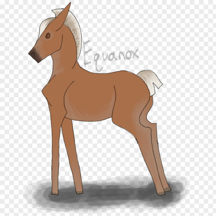 Mustang Mule Foal Stallion Colt Mare PNG