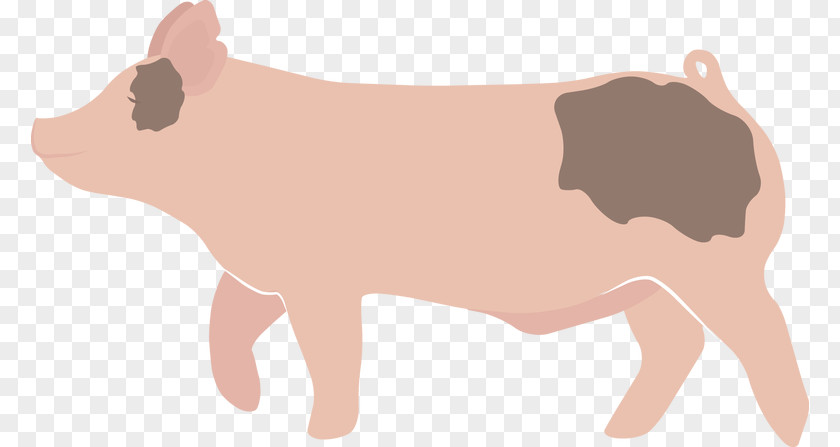 Pig Domestic Cattle Clip Art PNG