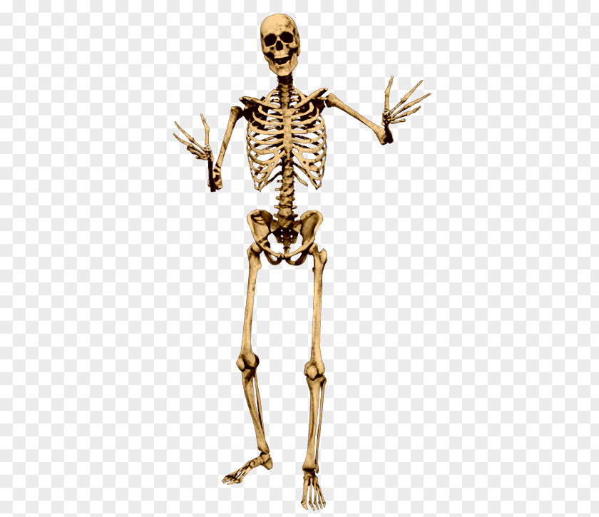 Skull Skeleton Human Bone PNG
