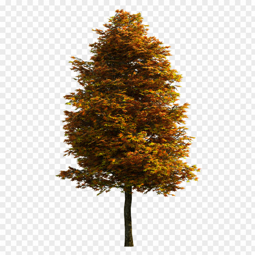 Tree Download PNG
