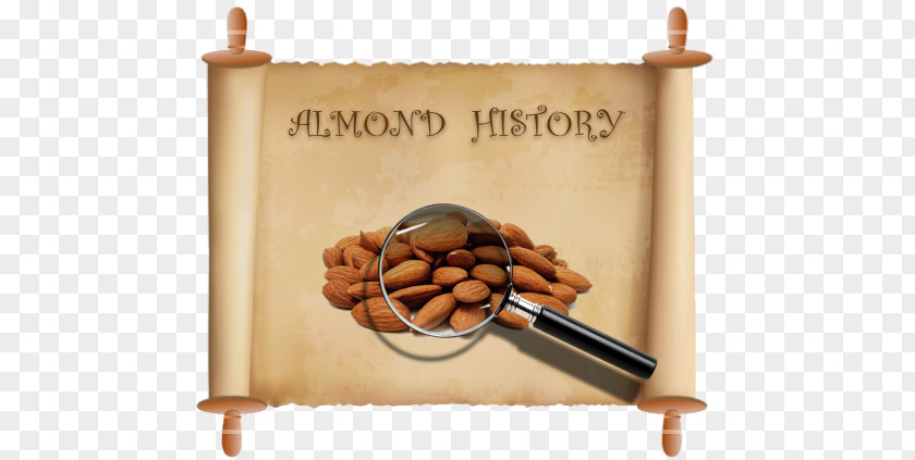 Almonds History Prymage Consultancy Ltd Photograph Flavoring 1 Dram Vector Graphics Image PNG