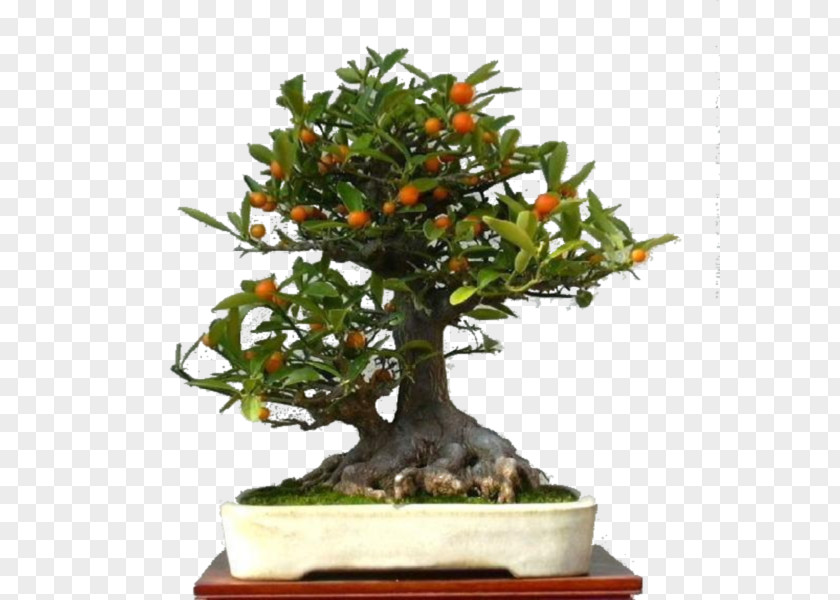 Chinese Sweet Plum Fruit Tree Flowerpot Vegetable PNG