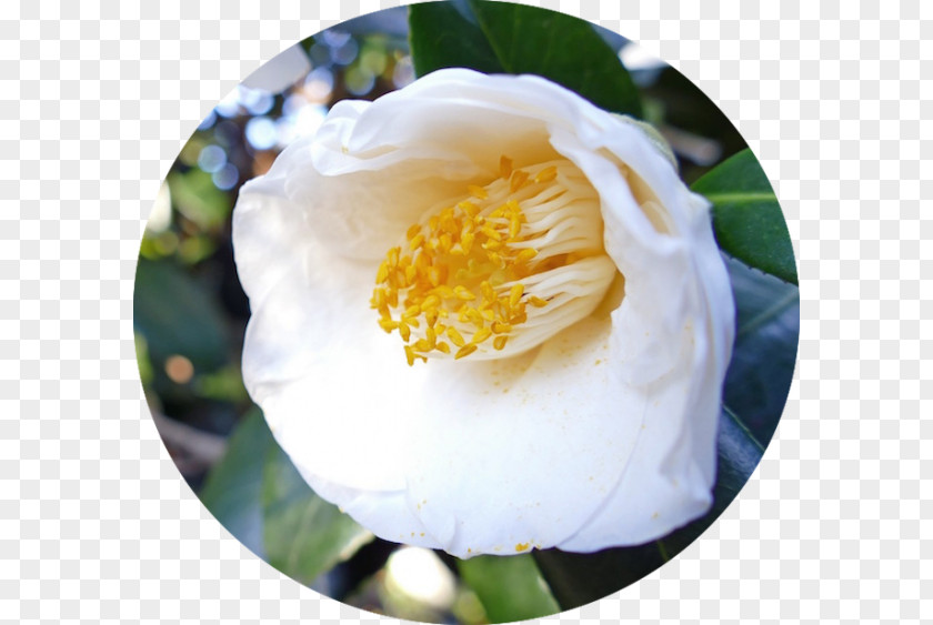 Japanese Camellia Sasanqua Tea Seed Oil Shrub Flower PNG