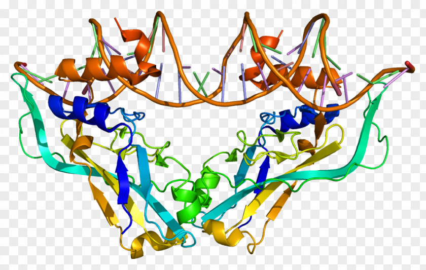 Muscle Tissue TBX2 TBX3 T-box Protein Transcription Factor PNG