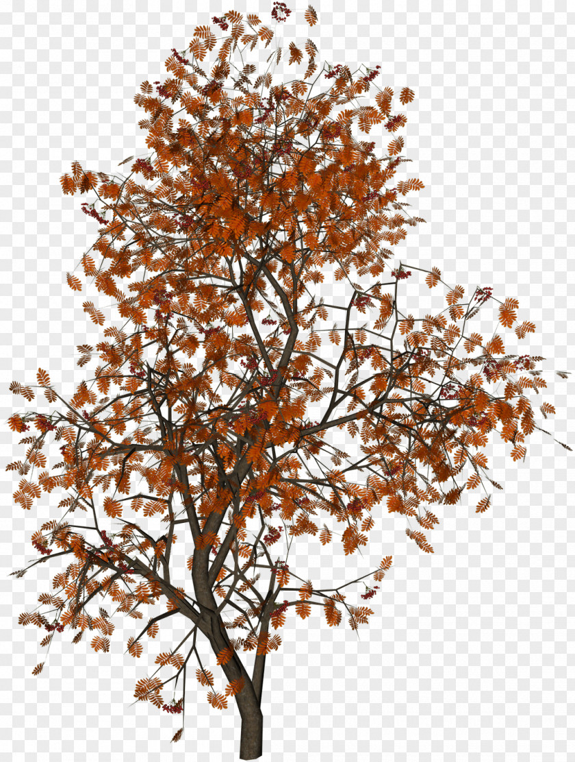 Red,tree Populus Nigra Tree Autumn Leaf Color PNG