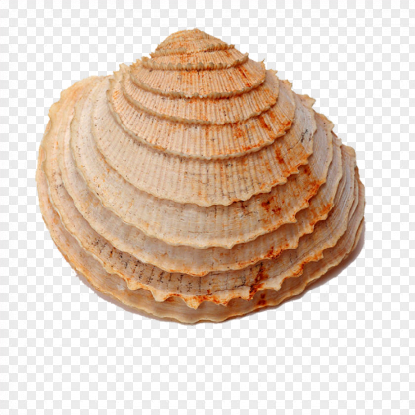 Seashells Seashell Fossil Shellfish Sea Snail PNG