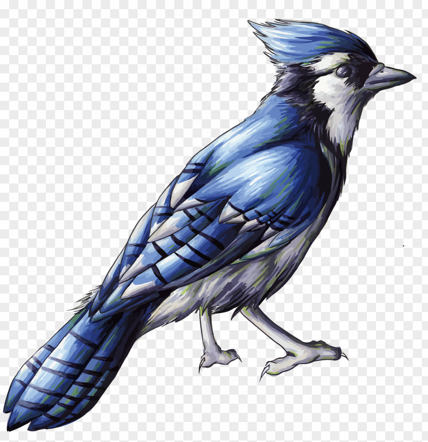 Vector Blue Bird Drawing Jay Clip Art PNG