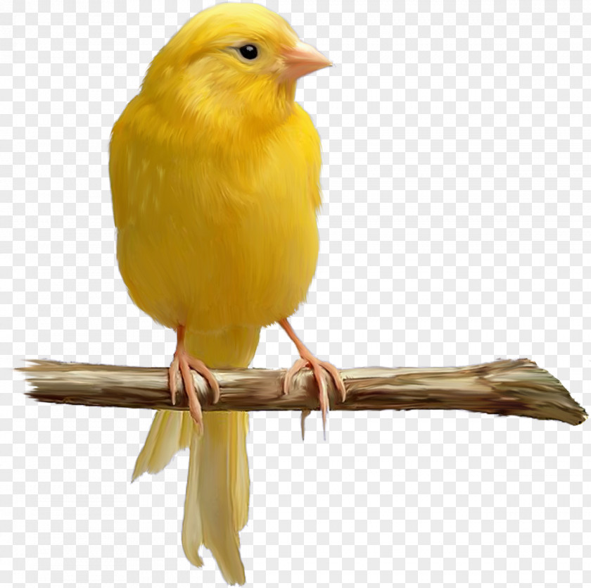 Bird Domestic Canary Yellow Color PNG