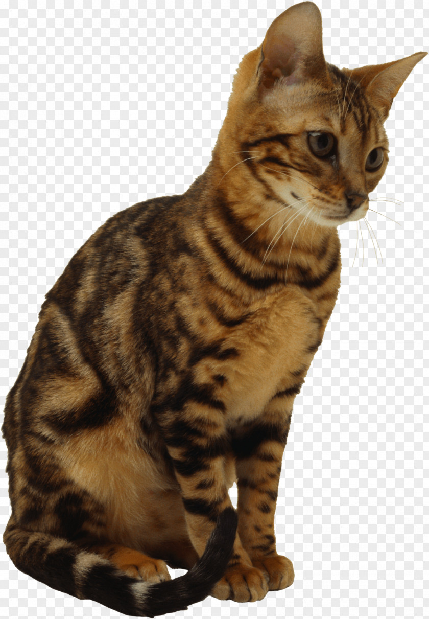 Kitten Image Download Picture Calico Cat PNG