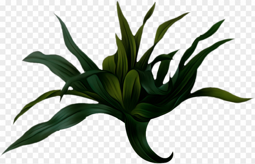 Perennial Plant Crinum Lily Flower Cartoon PNG