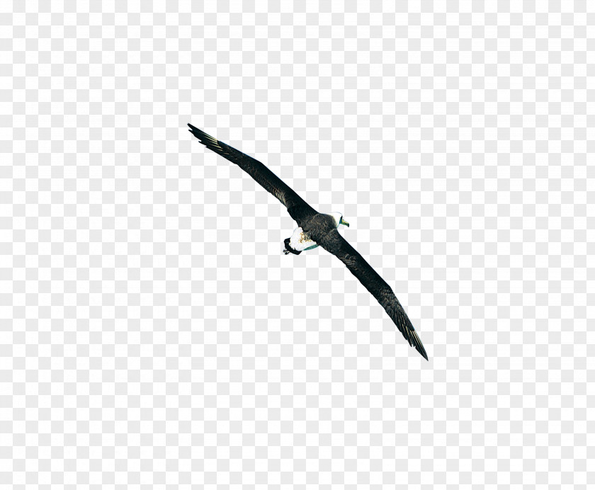 Soar Eagle Bird Black White Sky Font PNG