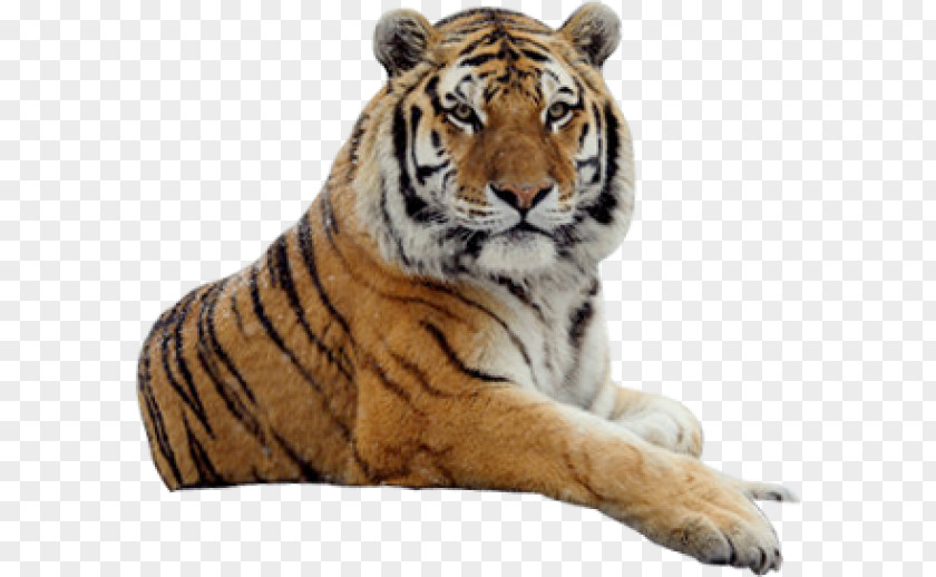 Tiger Cat Lion Image PNG