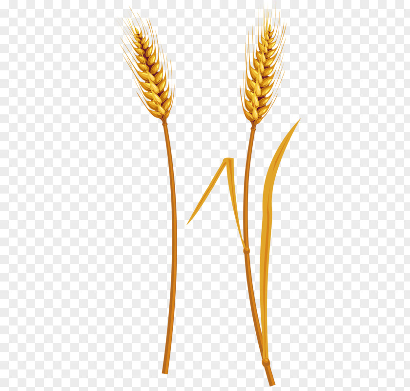 Wheat Harvest Straw PNG