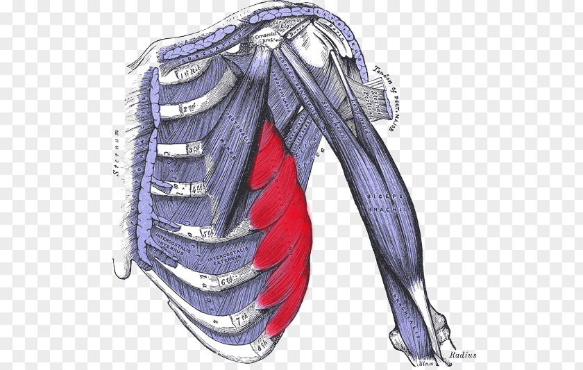 Activities Chin External Intercostal Muscles Internal Nerves Abdominal Oblique Muscle PNG