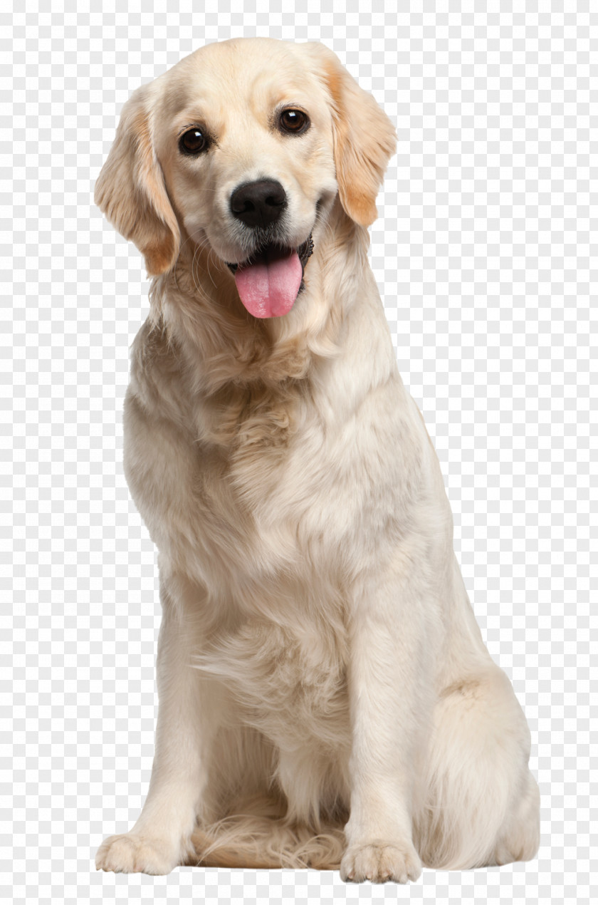 Dog Golden Retriever Labrador Pet Puppy PNG