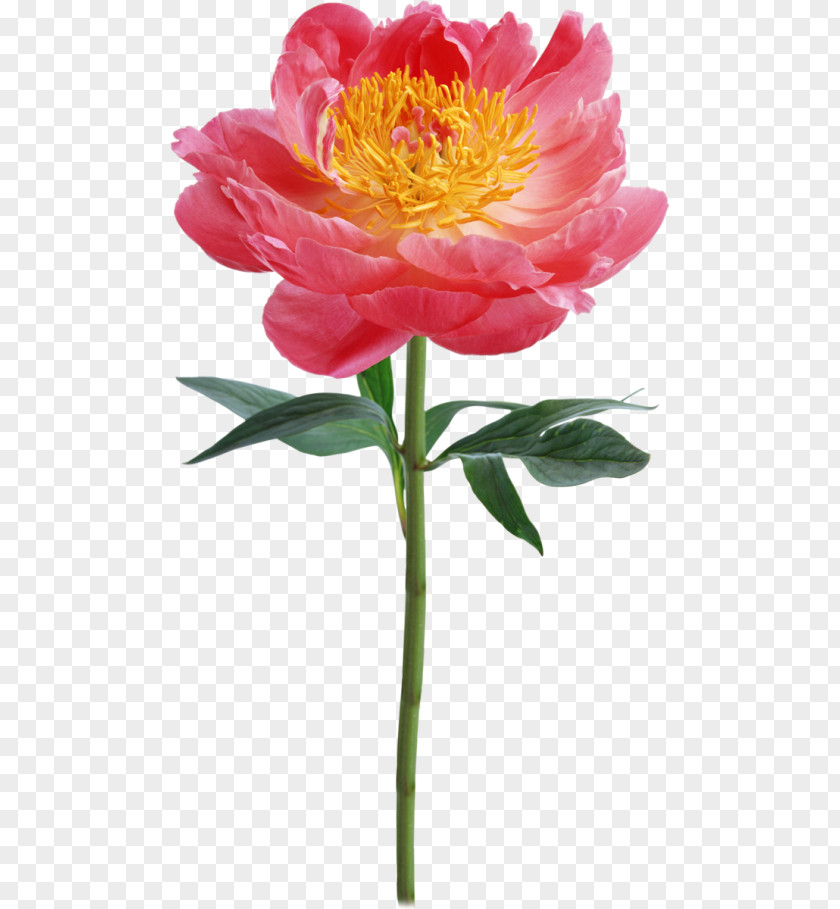 Flower Floral Design PNG