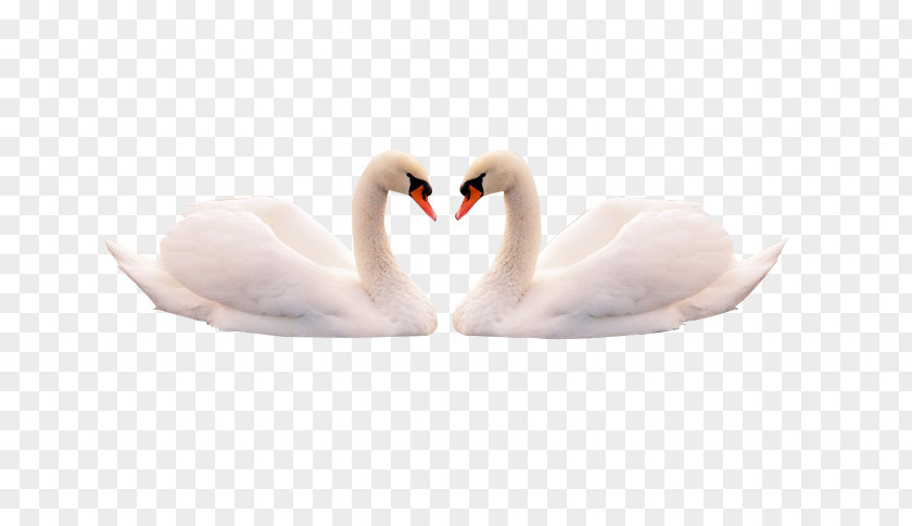 One Pair Of Swans Mute Swan Feather Cygnini Bird PNG