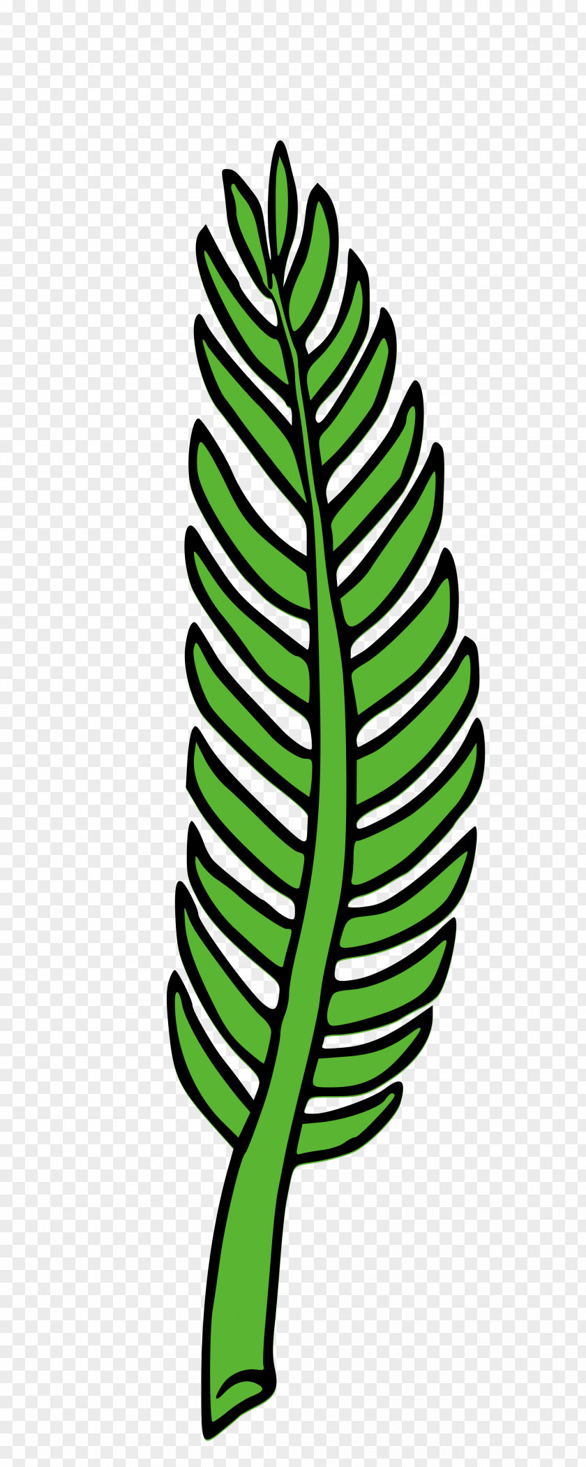 Palm Sunday Branch Hauteville Leaf Clip Art PNG