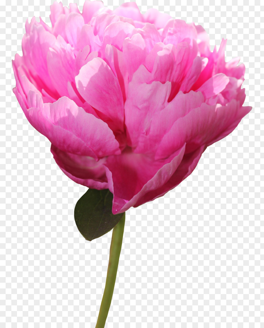 Peonies Peony Pink Flowers Clip Art PNG