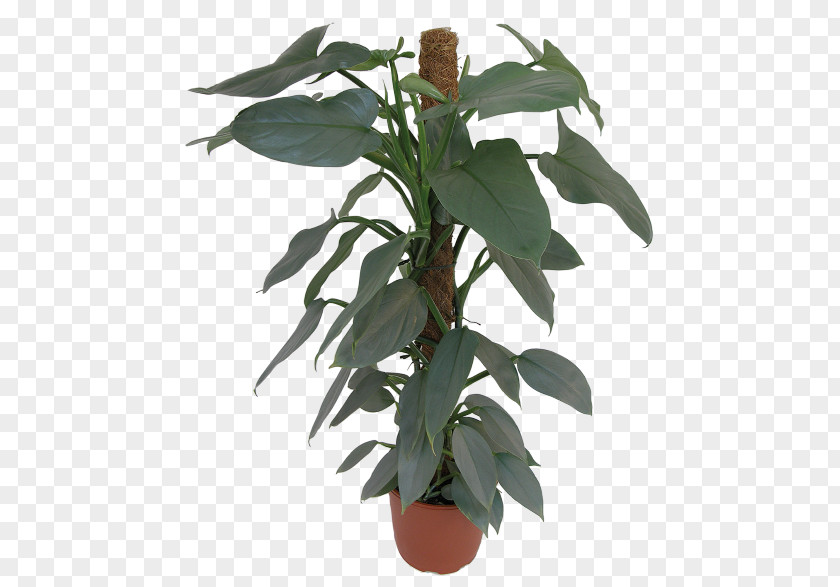 Philodendrons Houseplants Leaf Flowerpot Houseplant Plant Stem Herb PNG