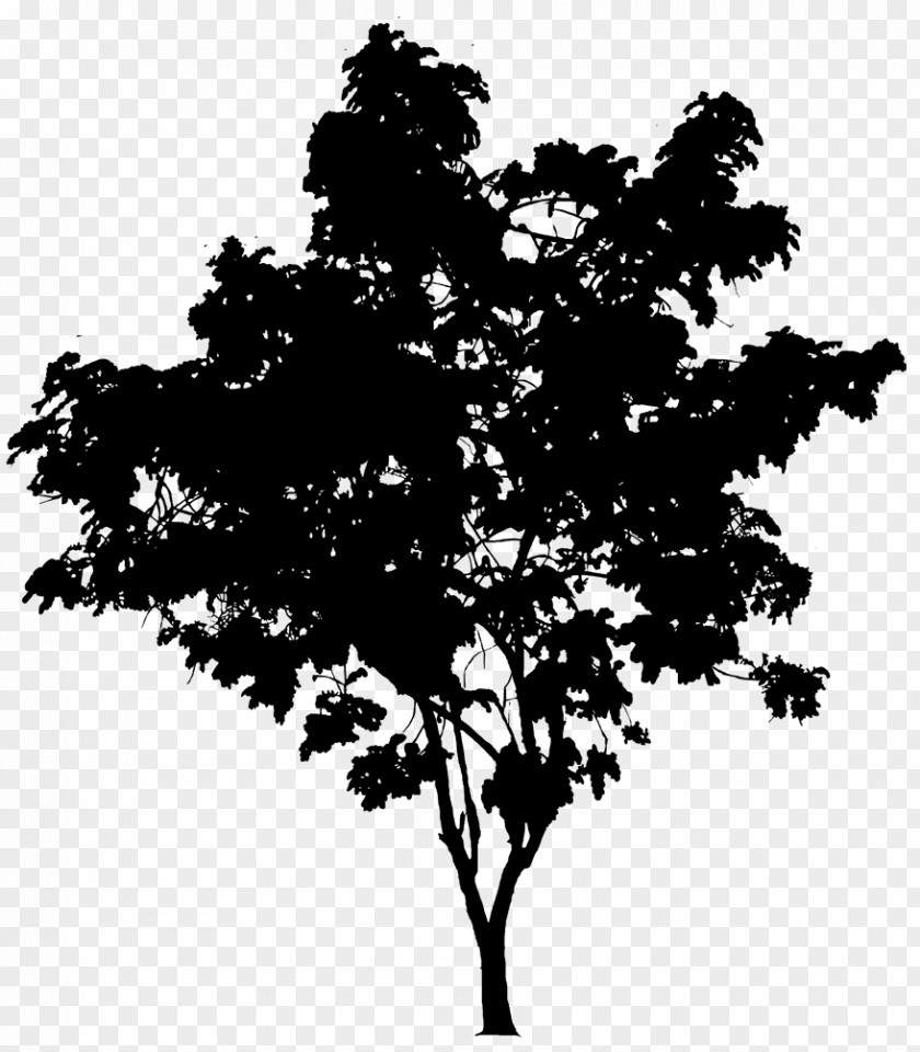 Plane Blackandwhite Oak Tree Drawing PNG