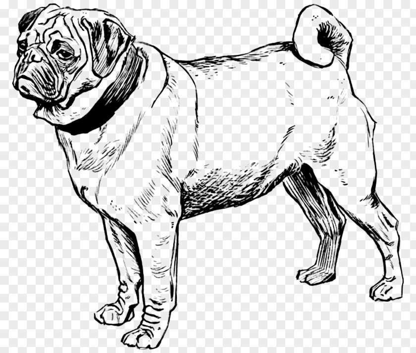 Puppy Pug Bull Terrier Coloring Book Boston PNG