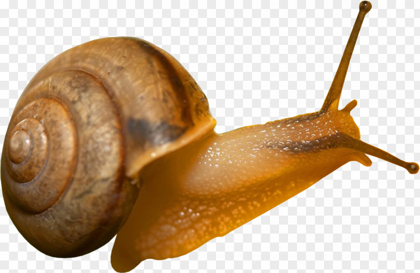 Snails Snail Mucus Digital Image Raster Graphics PNG